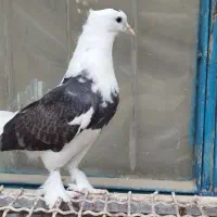 کبوتر کاکلی پا چکمه ای