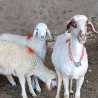 یک راس میش دوقلوزا