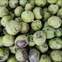 خرید گردو به بالاترین قیمت