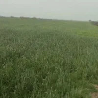 زمین-اجاره-روستای-قلعه-شیخ