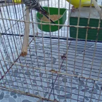 پرنده