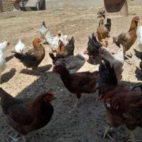 مرغ خروس محلی