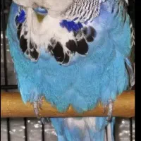 حراج تابستانه سالن پرورش مرغ عشق موکا