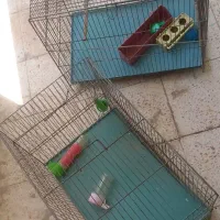۲عددقفس پرنده