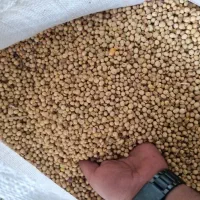 دانه روغنی سُو ی ا درجه ۱