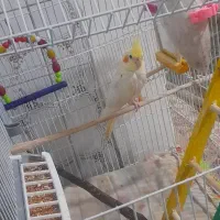 عروس هلندی نر