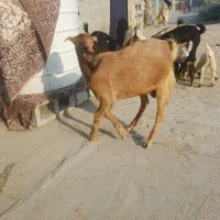 کهره نر سر حال خانگی