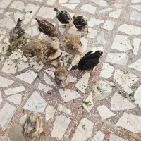 جوجه مرغ