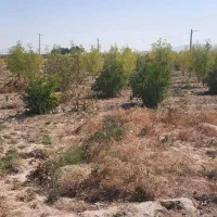 باغ-3500متری-فروشی