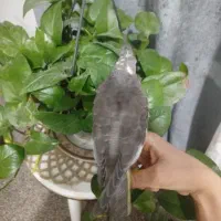 جوجه عروس هلندی