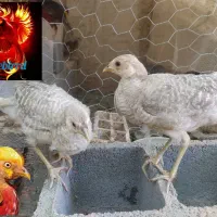 جوجه زینتی