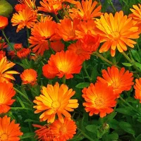 حراج بذر دانه تخم گل همیشه بهار