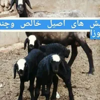 dseeie گوسفند شــ.ـال بره ارسـ.ــالی قزویـ.ــن قوچ