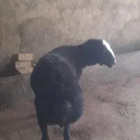 قوچ قزل افشار