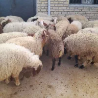 بره .گوسفند .میش