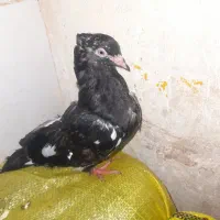 کبوتر|پرنده|مسجد سلیمان, |دیوار