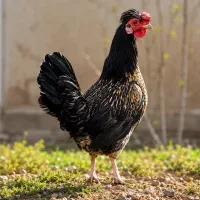 فروش دو مرغ و یک خروس رزکامپ اصیل