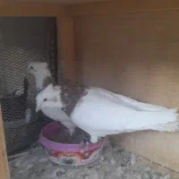 کبوتر طوقی فروشی