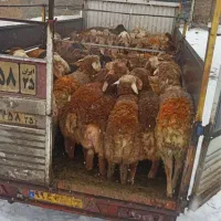 ویژه ویژه شهروندان طهران  دام زنده بهداشتی کردستان