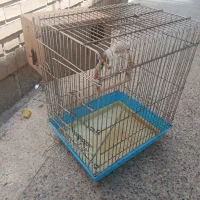 قفس پرنده عروس هلندی
