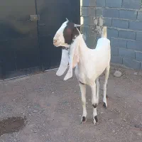 بز یکساله جوان جنس خوب درشت خوشکل تکه خورده