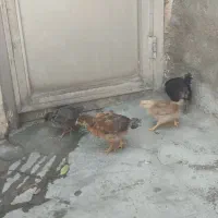 جوجه روستایی از 40روز به بالا