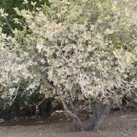 نیازمند کارگر برای انجیر جمع کردن در کوار