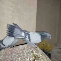 کبوتر|پرنده|شهرضا, |دیوار