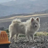 سگ‌پامرانین