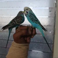 مرغ عشق