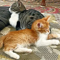 واگذاری رایگان بچه گربه سه ماهه و چهارماهه