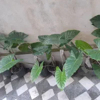 گل باباآدم خارجی