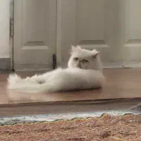 گربه پرشین سوپر فلت آرام