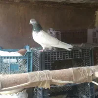 کبوتر
