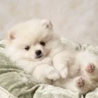 پامر ماده چهار ماهه