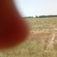 زمین کشاورزی جفت تالار نخل روستای چم رحمان