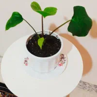 حراج|حراج|سرپل ذهاب, |دیوار
