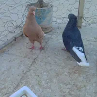 یک عدد زاغ دم سفید و یک زرد دم سفید
