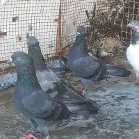 کبوتر