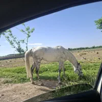 اسب نریون مناسب سواری ۴ساله