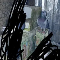 پلاکی نر معامله میکنم با پلاکی ماده