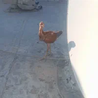جوجه لاری