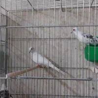 کبوتر خانگی الماسی