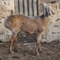 بره قوچ چینی اصیل