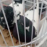 کبوتر سینه سیاه