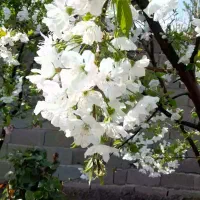 زمین-باغچه-300متری-فیروز-بهرام