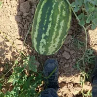 هندوانه B32پرو
