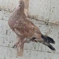 کبوتر