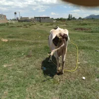 گاو