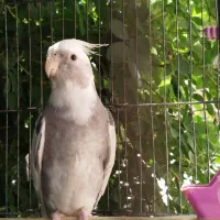 عرو‌س هلندی